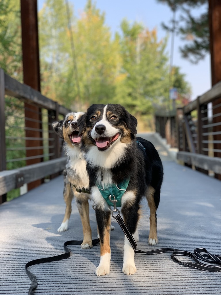 My two Australian Shepherds on a bridge